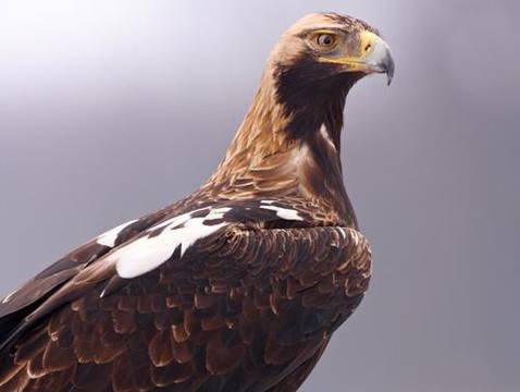 Полетете „На крилете на орела”