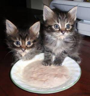 tutankhamon41: Пари от интернет