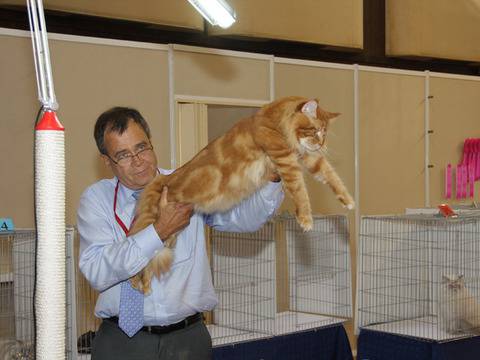 Най-голямата котка в света пристига на изложба у нас