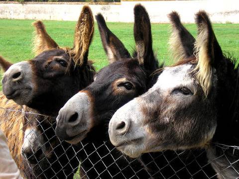 Магарешки факти за инати