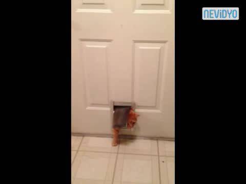 Гарфилд в реалния живот.