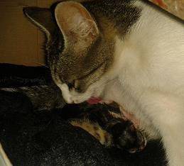 Симптоми на предстоящо раждане при котките