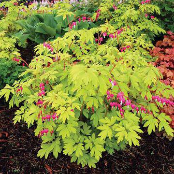 Дамско сърце