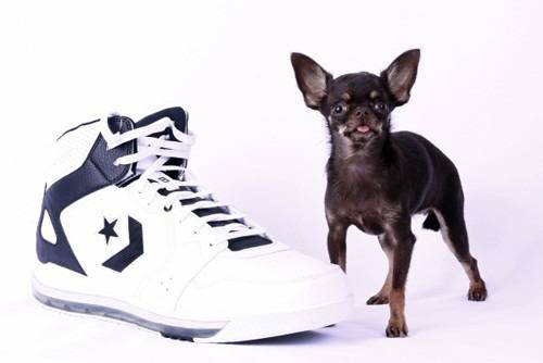 Най-малкото кученце в света се побира в човешка длан