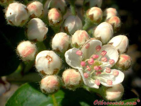 Аронията: Лек за щитовидната жлеза, малокръвие и прочистване