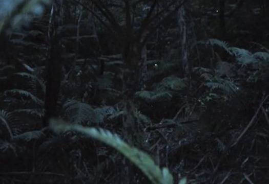 Новият видео сензор на Canon снима в пълен мрак