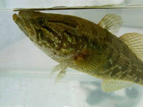 Китайски поспаланко заплашва рибата в Дунав