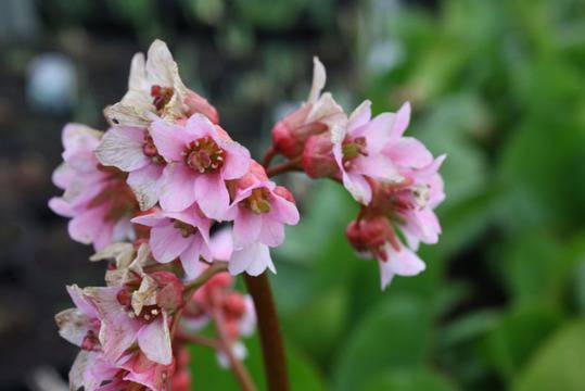 Бергения, Бадан, Слонски уши (Bergenia)