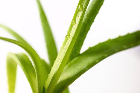 10 ползи от Алое Вера