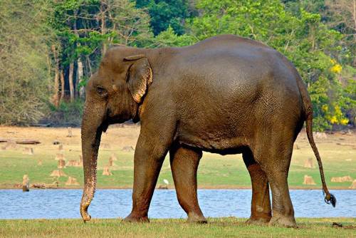 Слон прегази любител на птици в Индия