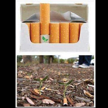 Биоразградими цигарени филтри със цветни семена