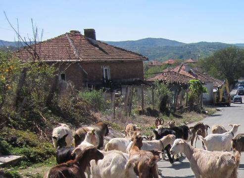 В Стоилово плачат и пращат животните си на заколение