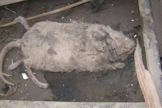 Плъхове като дребни кучета стряскат домакини в Пазарджик