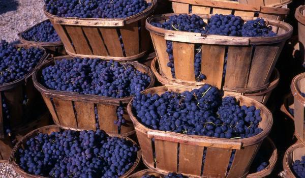 Съхранение на грозде