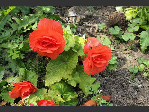 Кавалер и дама