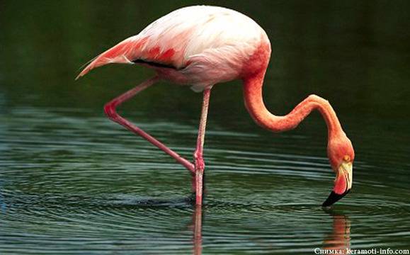 Розово фламинго на Атанасовското езеро