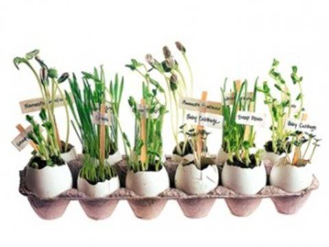 Как да направите малка градинка за детската стая?