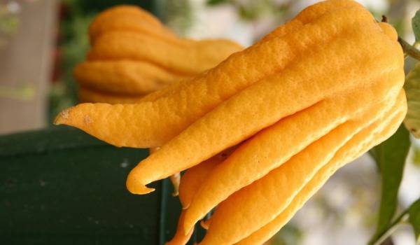 Ръката на Буда