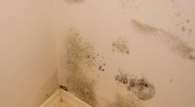 Как да се предпазим от появата на мухъл и конденз