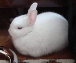 Езикът на тялото на декоративния заек (Част 1)