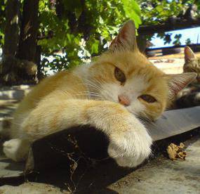 Пиометра при котки