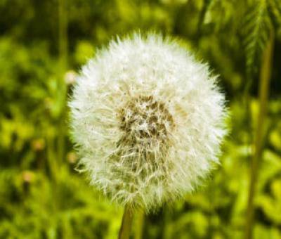 Алерголог – Пловдив