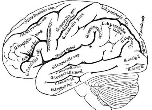 Откриха човешки мозък на 4000 години