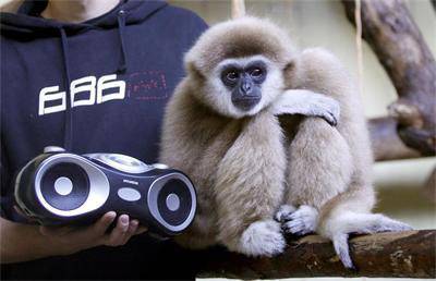 Купуват декодер на гибон от зоопарка, за да гледа телевизия