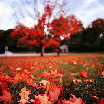 20 изумителни снимки на есента