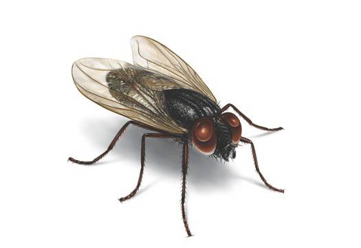 Как летят мухите?