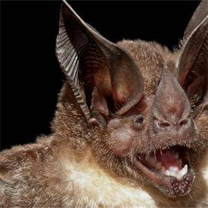 Предстои нощ на прилепите в Бургас 700