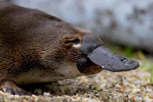 Птицечовка пътува 15 км. под капака на кола