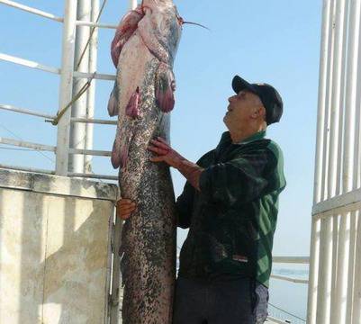 48-килограмов сом уловиха във Видин