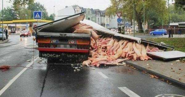 Свинщина: Български камион изсипа 400 трупа на прасета в Германия (СНИМКИ)