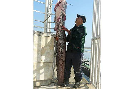 Рекорд! 50-килограмов сом хванаха на Дунав