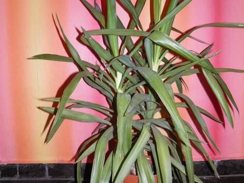 Полезните свойства на юката