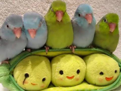 Малки сладки папагалчета