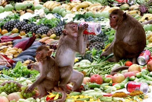 Фестивалът на маймуните в Лопбури, Тайланд