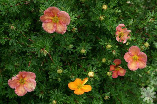 Очиболец или прозорче