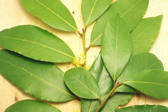 Рецепта с дафинов лист лекува възпаления и рак на гърлото