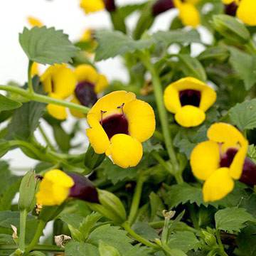 Торения (Torenia)