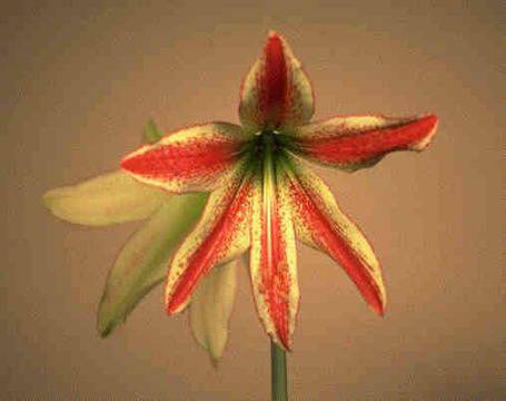Амарилис (Хипеаструм) (Amaryllis sp., Hippeastrum sp.)