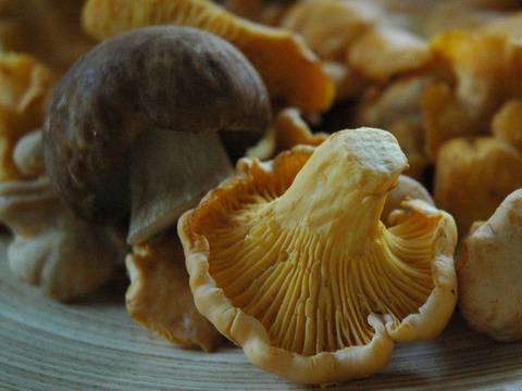 Гъби с бяло вино