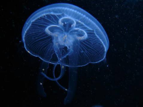 Какво е общото между медузата и човека?