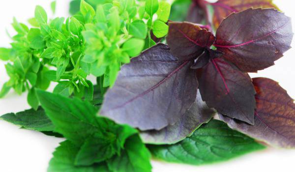 Видове босилек