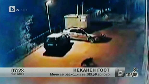 Малко мече се разходи из Карлово