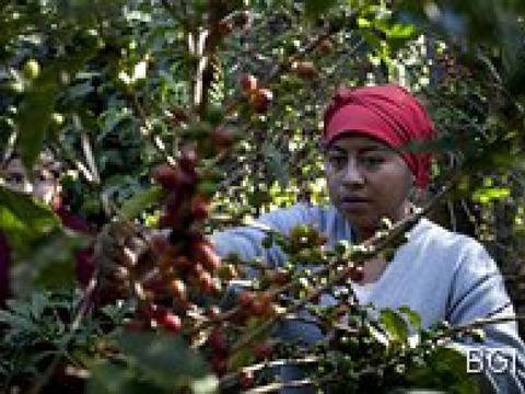 Холивуд отслабва със зелено кафе