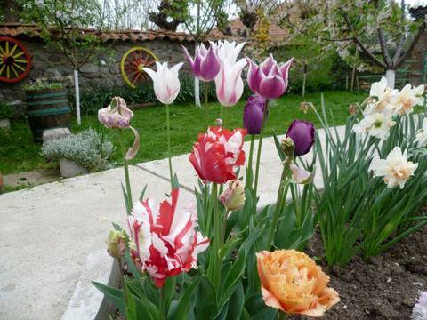 Пролетни луковични цветя – съвети