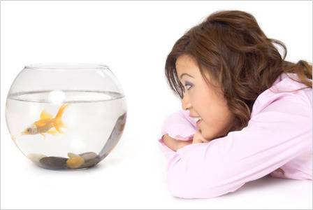 5 причини да си вземете рибки за домашен любимец