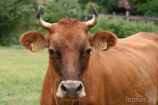 Крава и автомобил в челен сблъсък на пътя край Враца